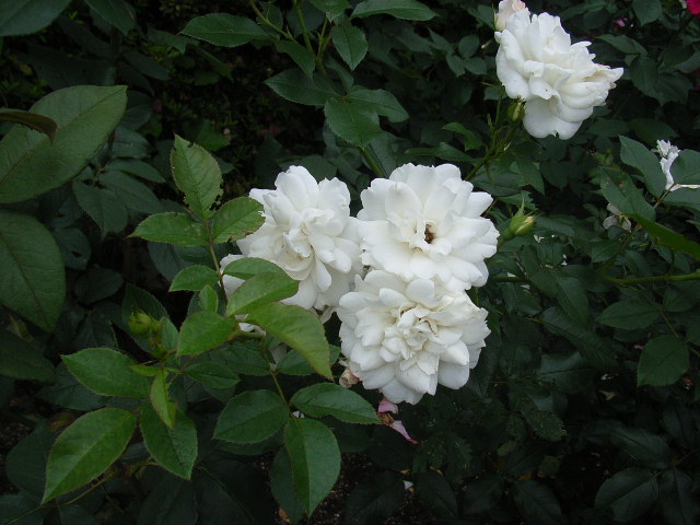 ���H�������K�N