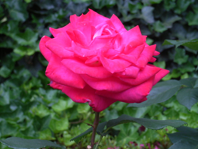 ���H�������K�N