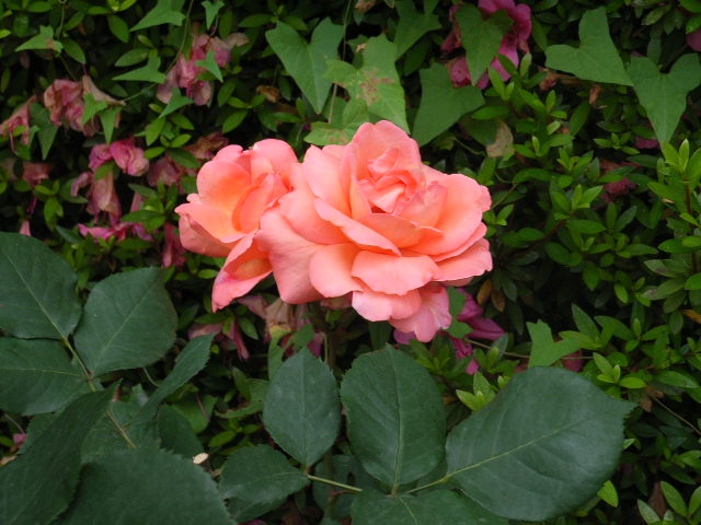 ���H�������K�N