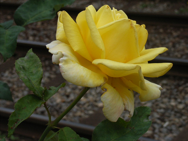 ���H�������K�N