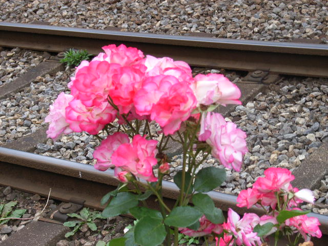 ���H�������K�N