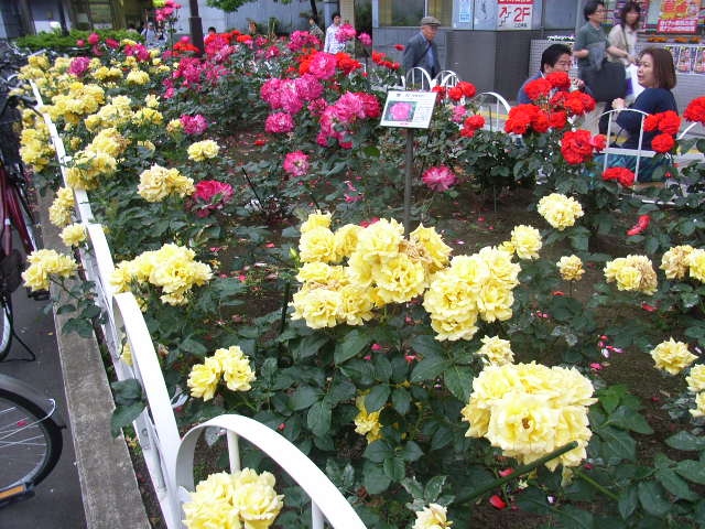 ���H�������K�N