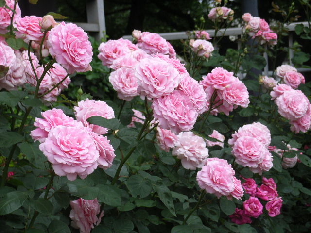 ���H�������K�N