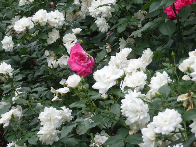 ���H�������K�N