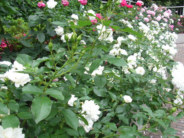 ���H�������K�N