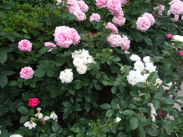 ���H�������K�N